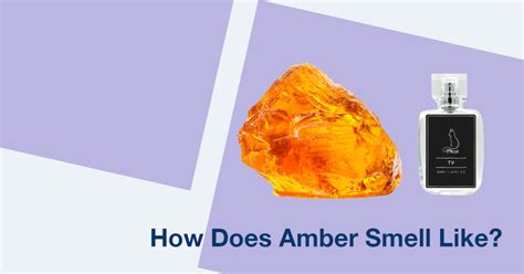 what does amber smell like in perfume.